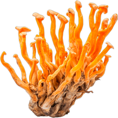 Cordyceps