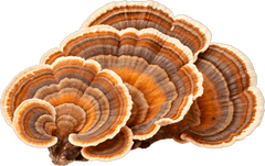 Turkey Tail